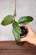 Hoya latifolia (Mt Rimau)