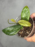 Hoya annulata x collina3