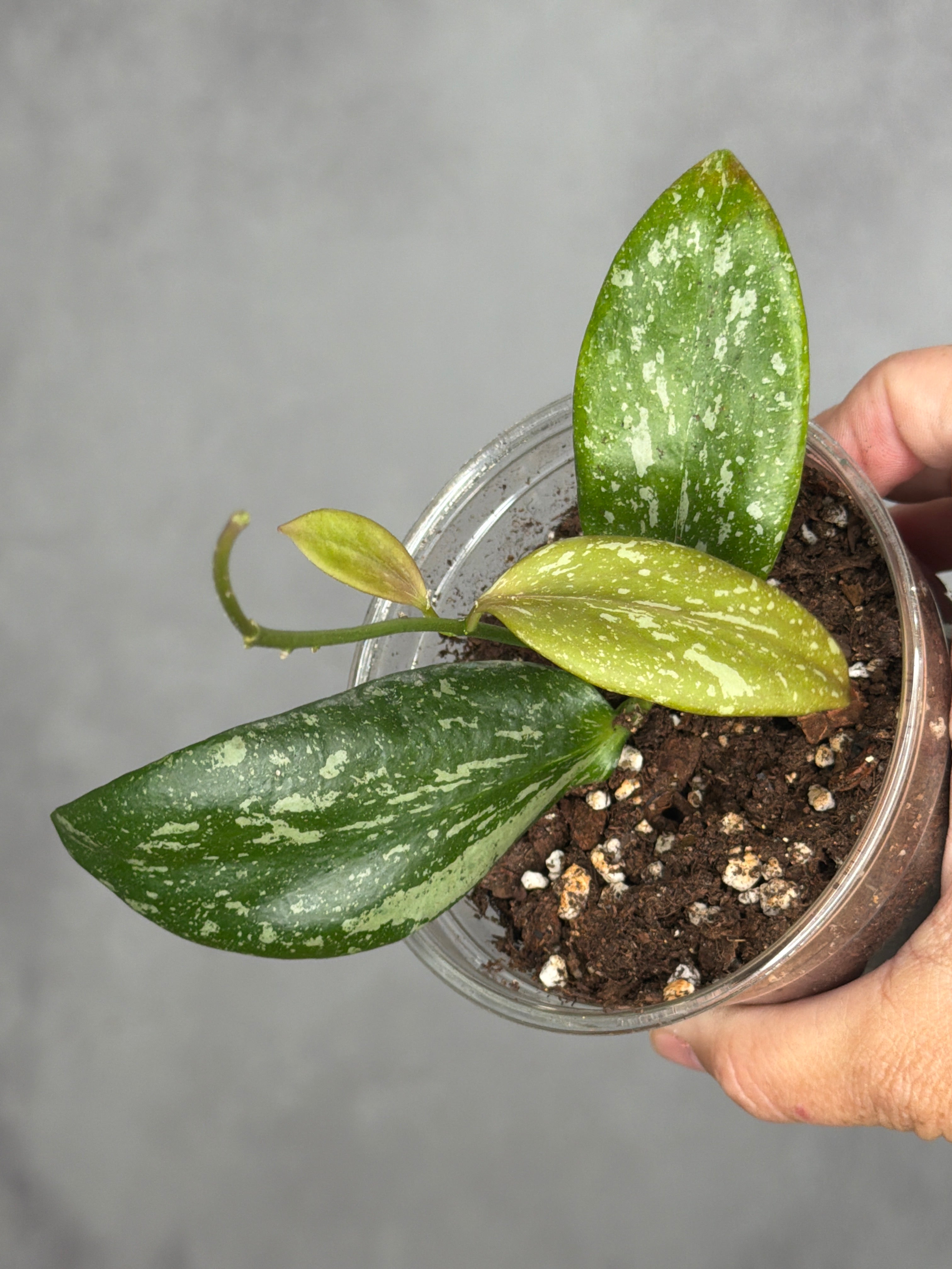 Hoya annulata x collina3