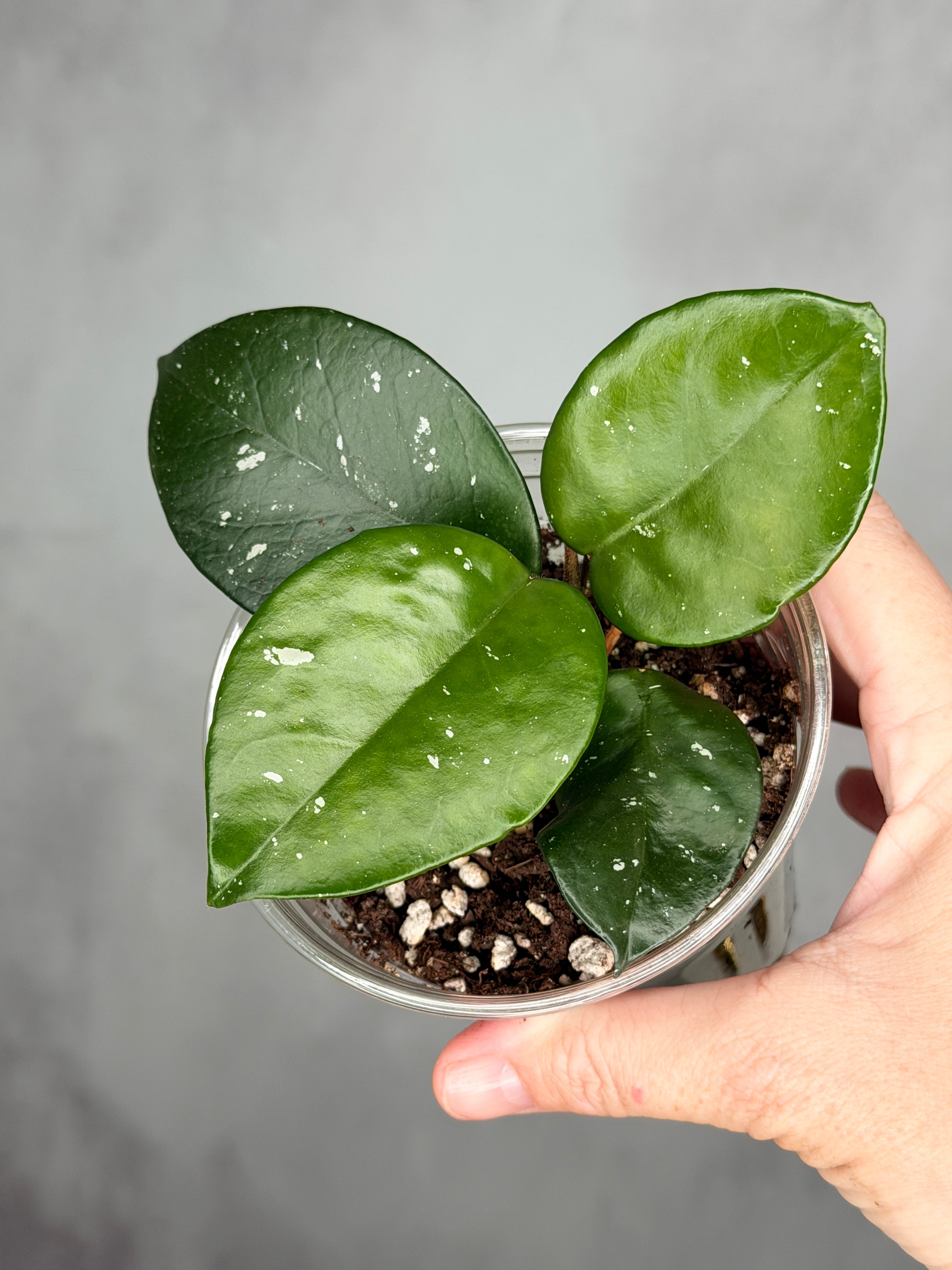Hoya fungii x pubicalyx RHP