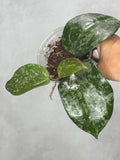 Hoya latifolia 'Snow Queen'