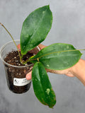 Hoya mitrata