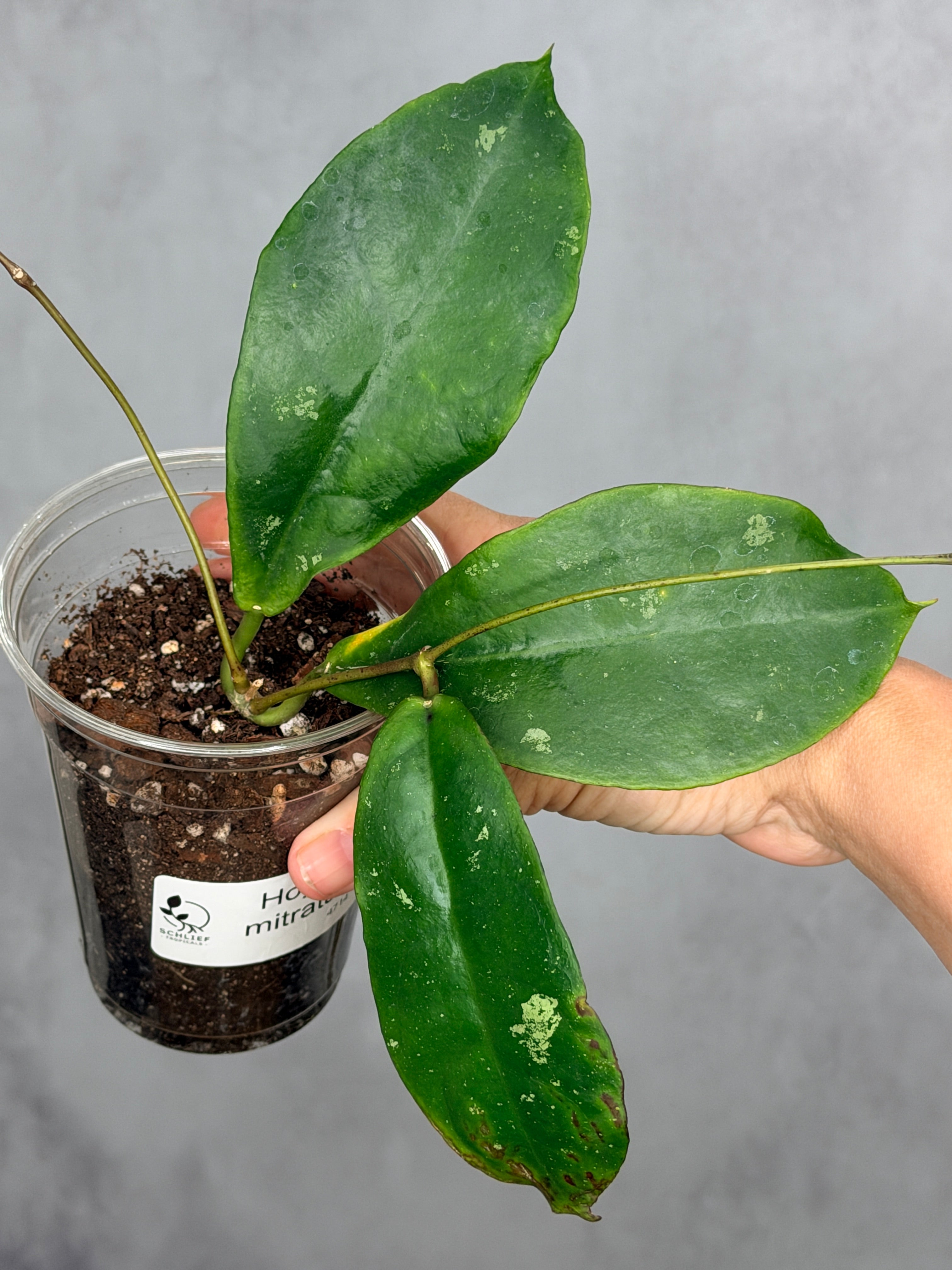 Hoya mitrata