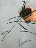 Hoya insularis
