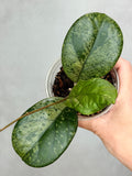 Hoya sp. (seed selection by Patcharwalai)