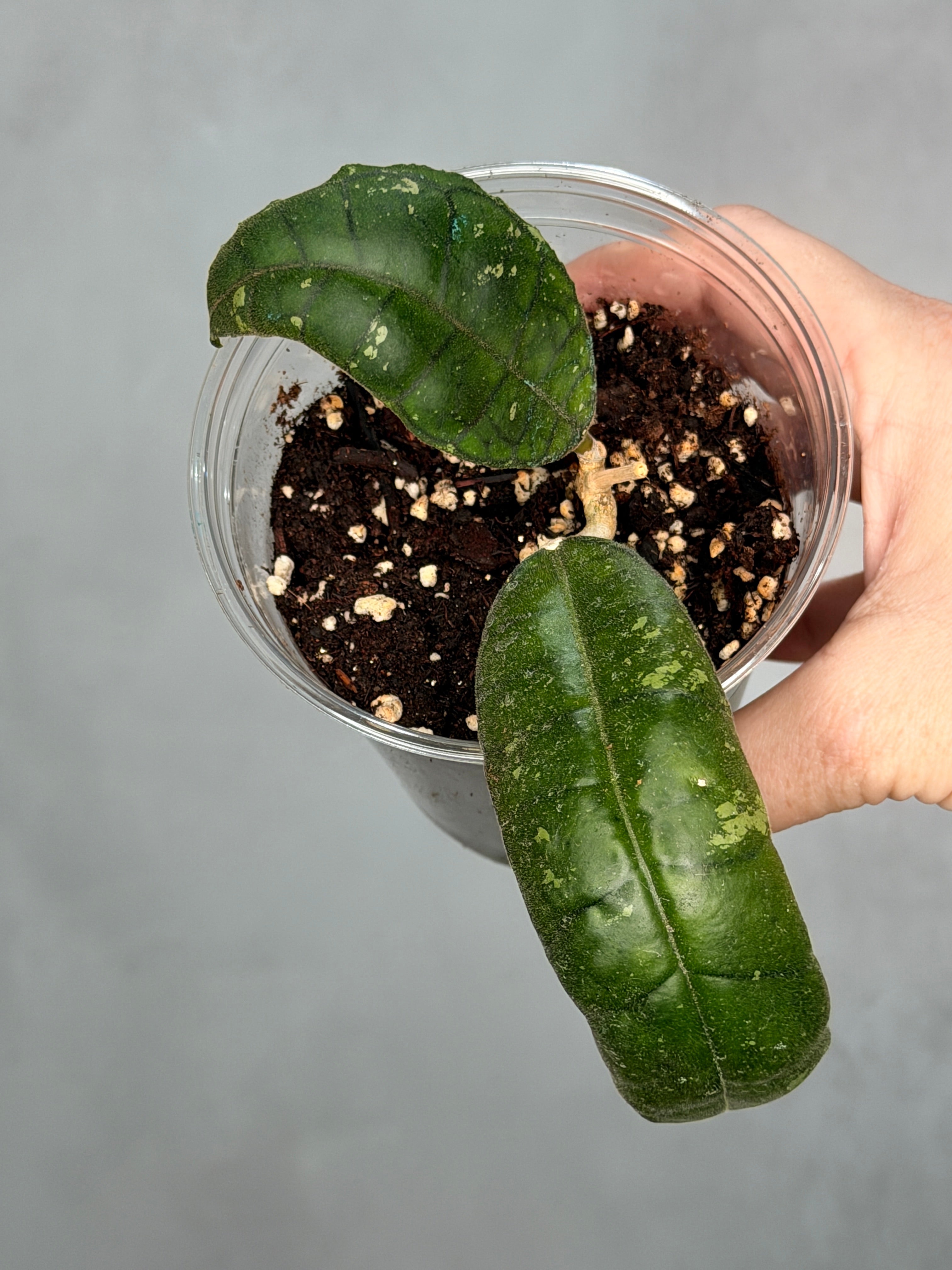 Hoya sp. Nong Nooch
