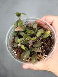 Hoya lacunosa 'Peragin Durian'