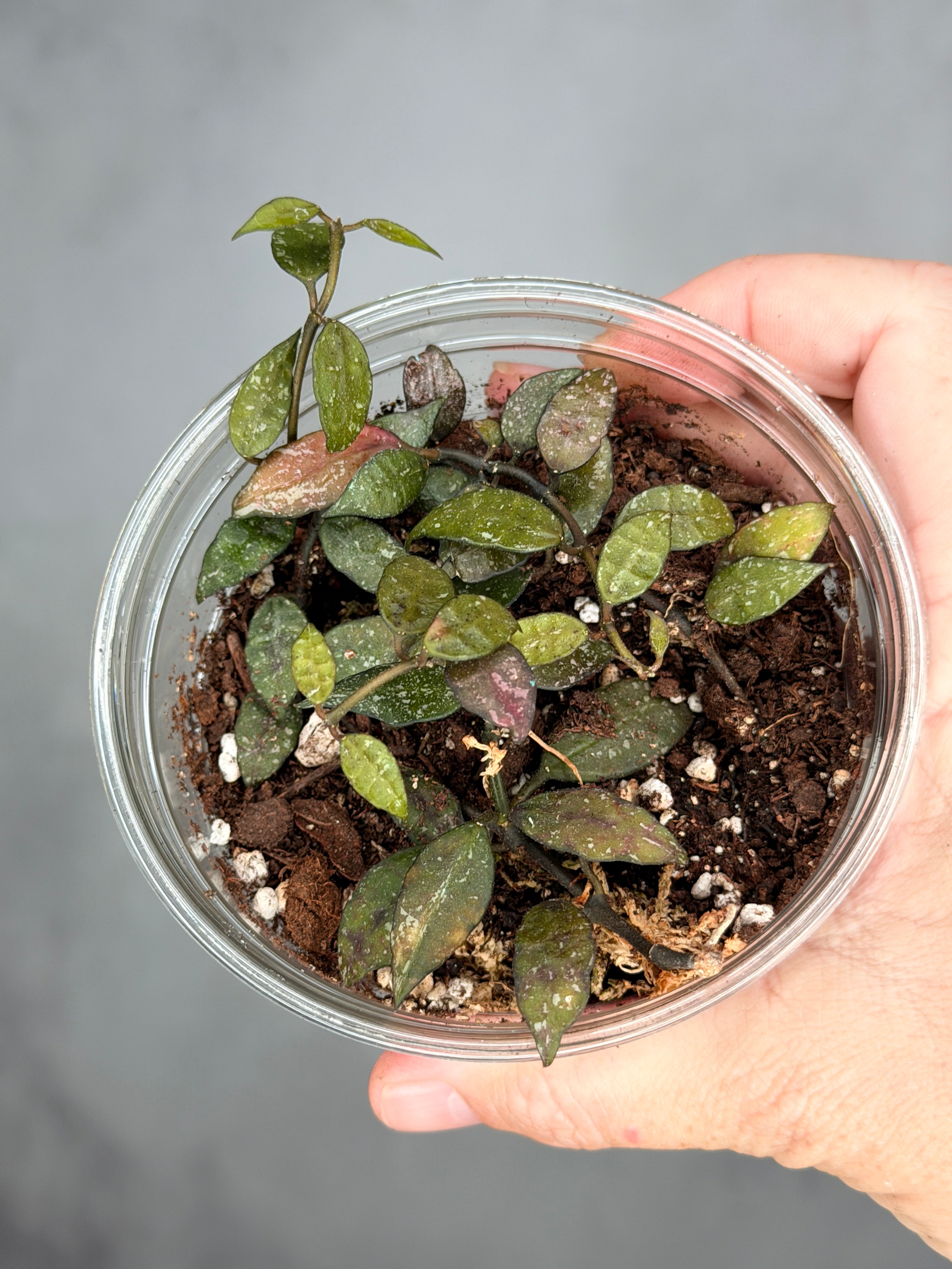Hoya lacunosa 'Peragin Durian'