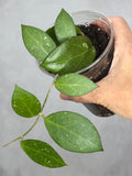 Hoya MB 1594b 'Sunshine'