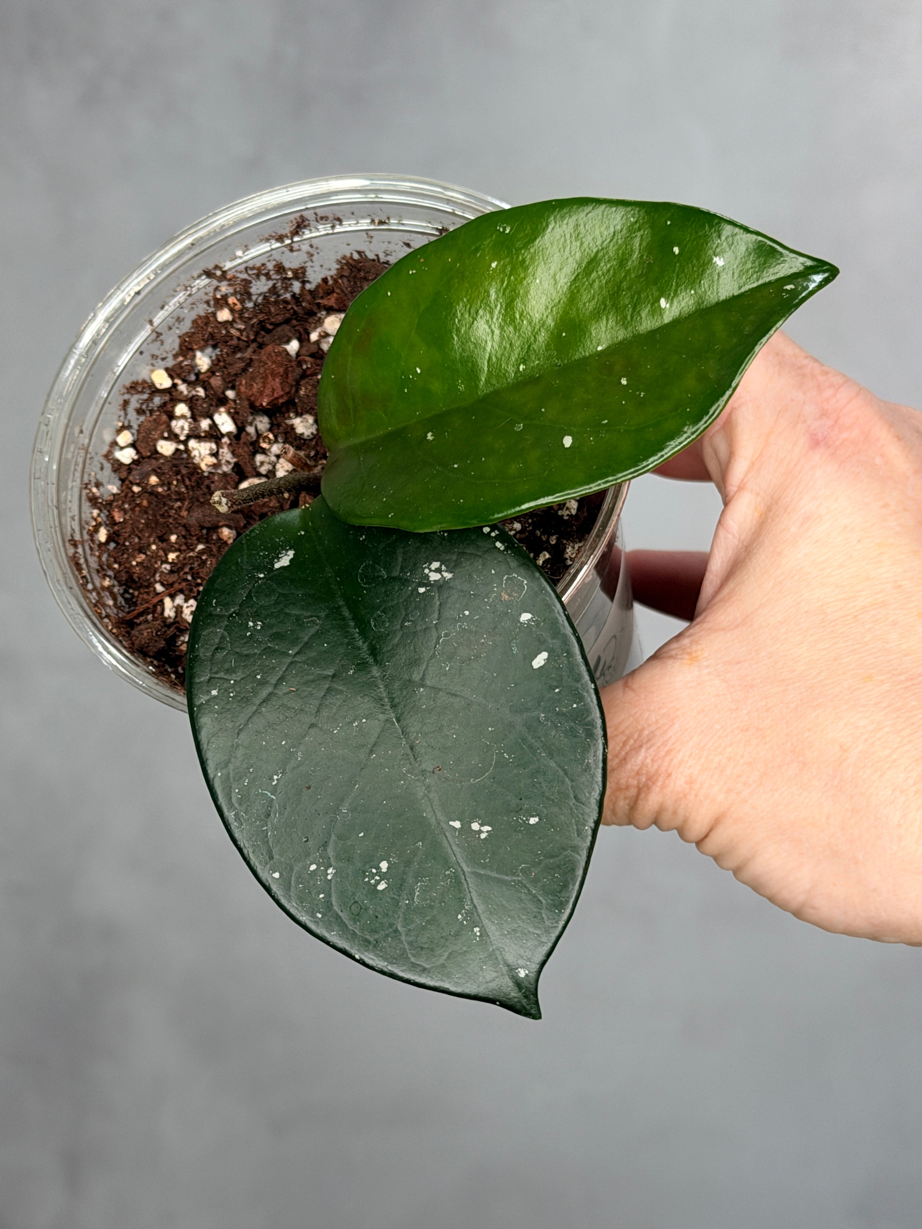 Hoya fungii x pubicalyx RHP