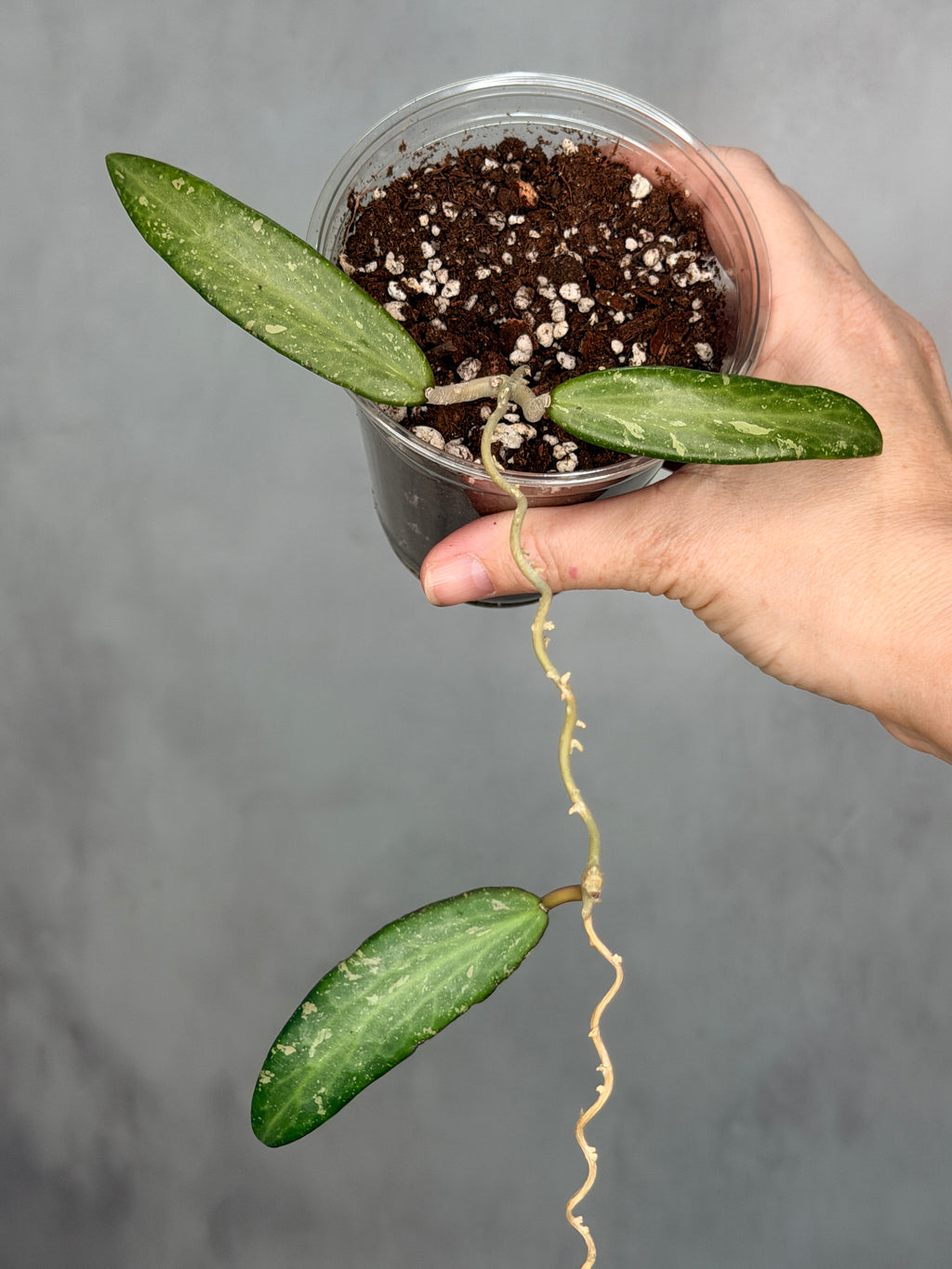 Hoya sp. Loei Province
