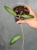 Hoya sp. Loei Province