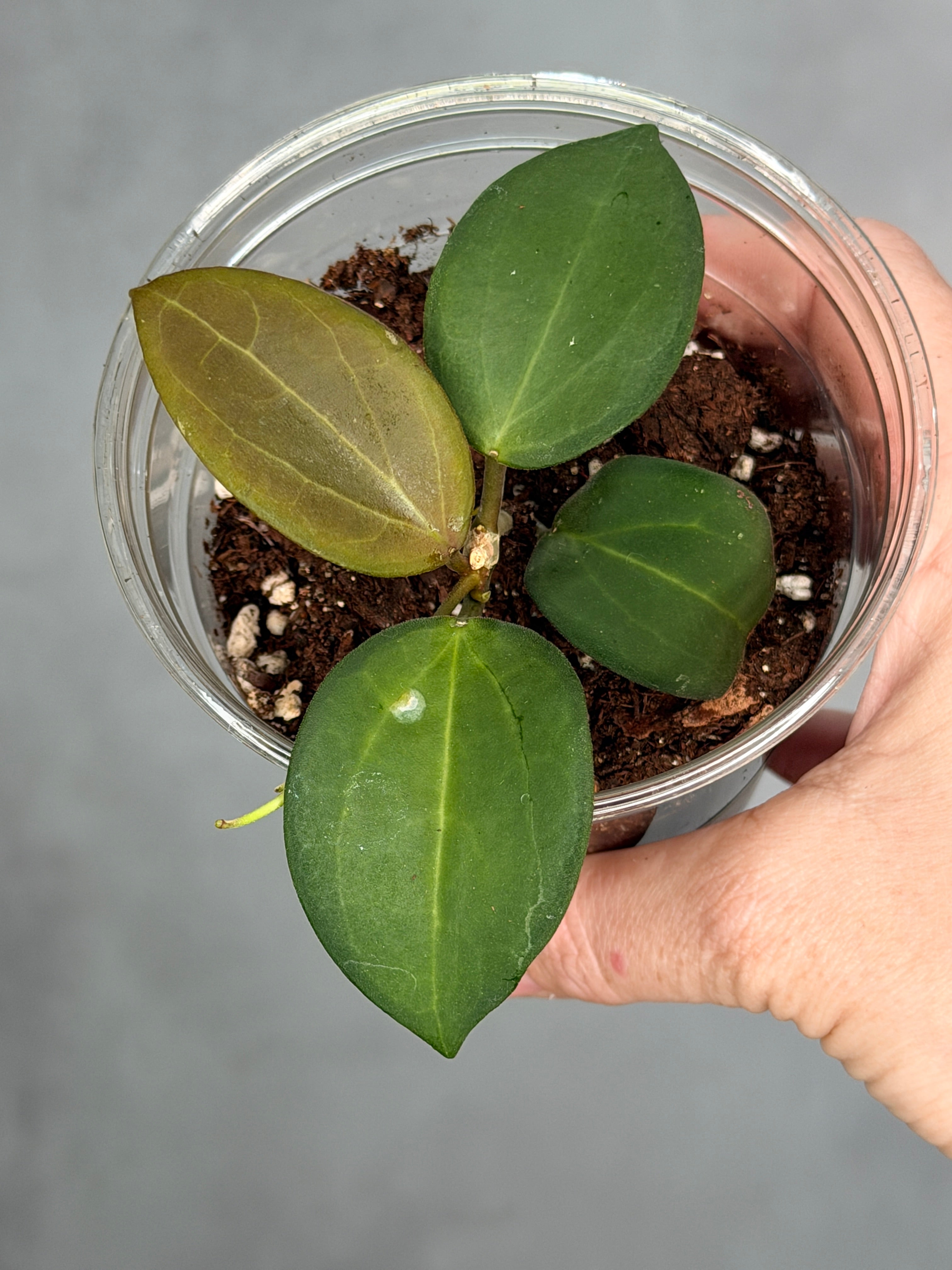 Hoya 'Aramelon' UPT01