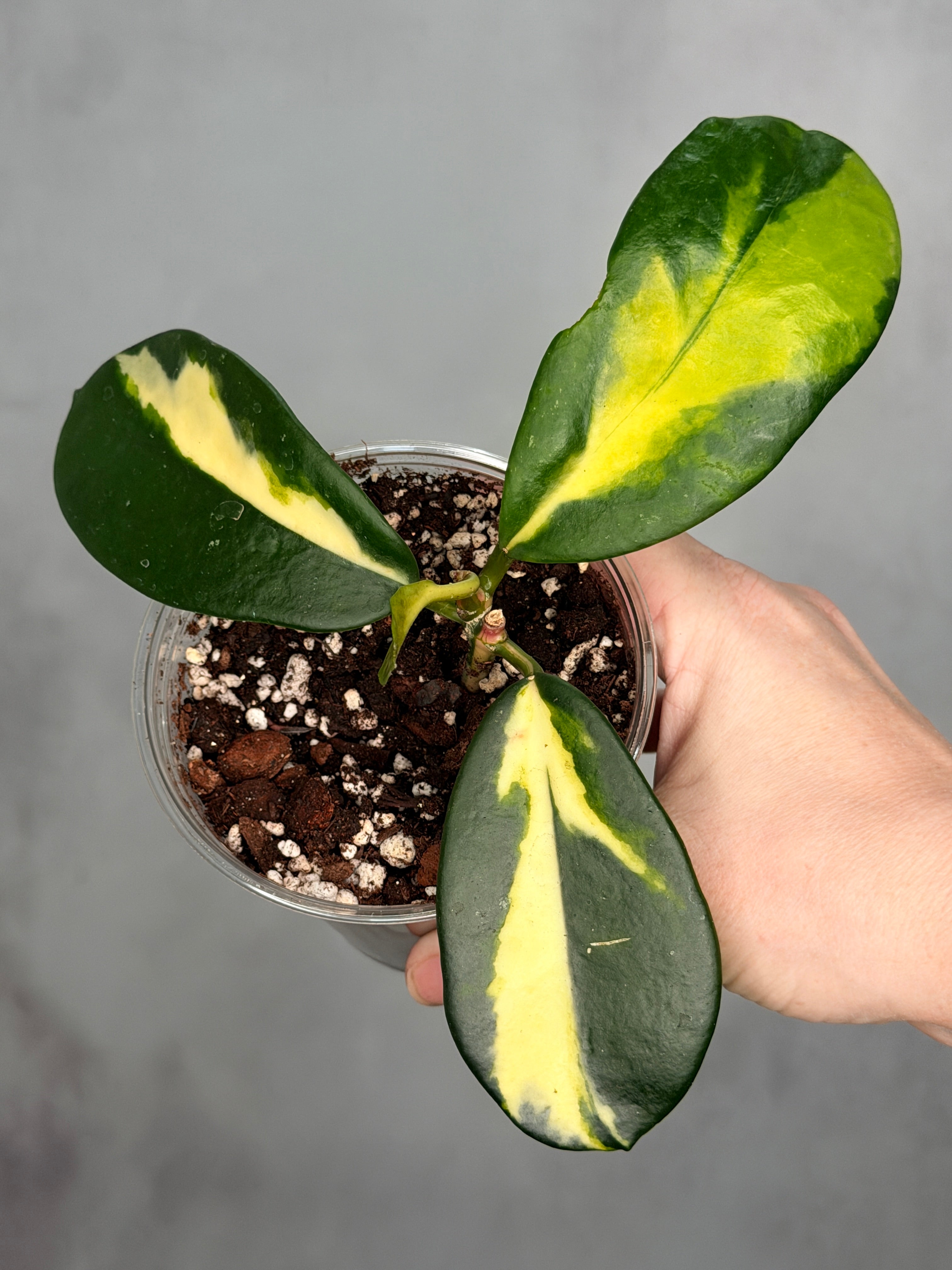 Hoya diversifolia ‘Maharani’