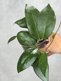 Hoya sp MB 1594c 'Florida'