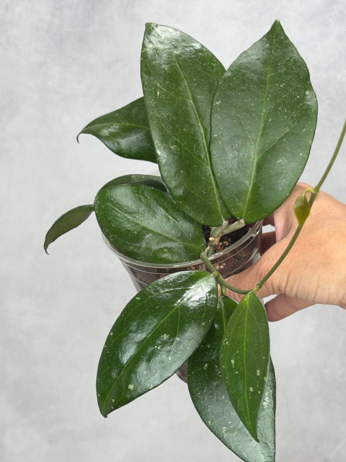Hoya sp MB 1594c 'Florida'
