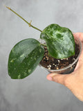 Hoya latifolia 'Snow Queen'