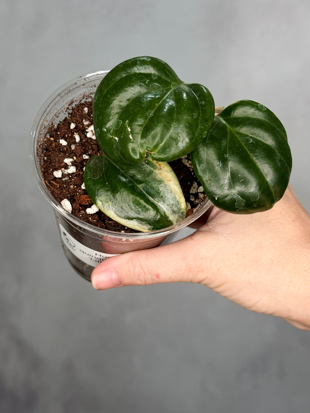 Hoya quinquenervia ‘Little Plu’