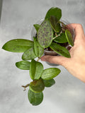 Hoya sp. RHM24182- kp01 ‘Caleb’