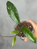 Hoya pubicalyx (splash)