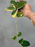 Hoya 'Para Albo'