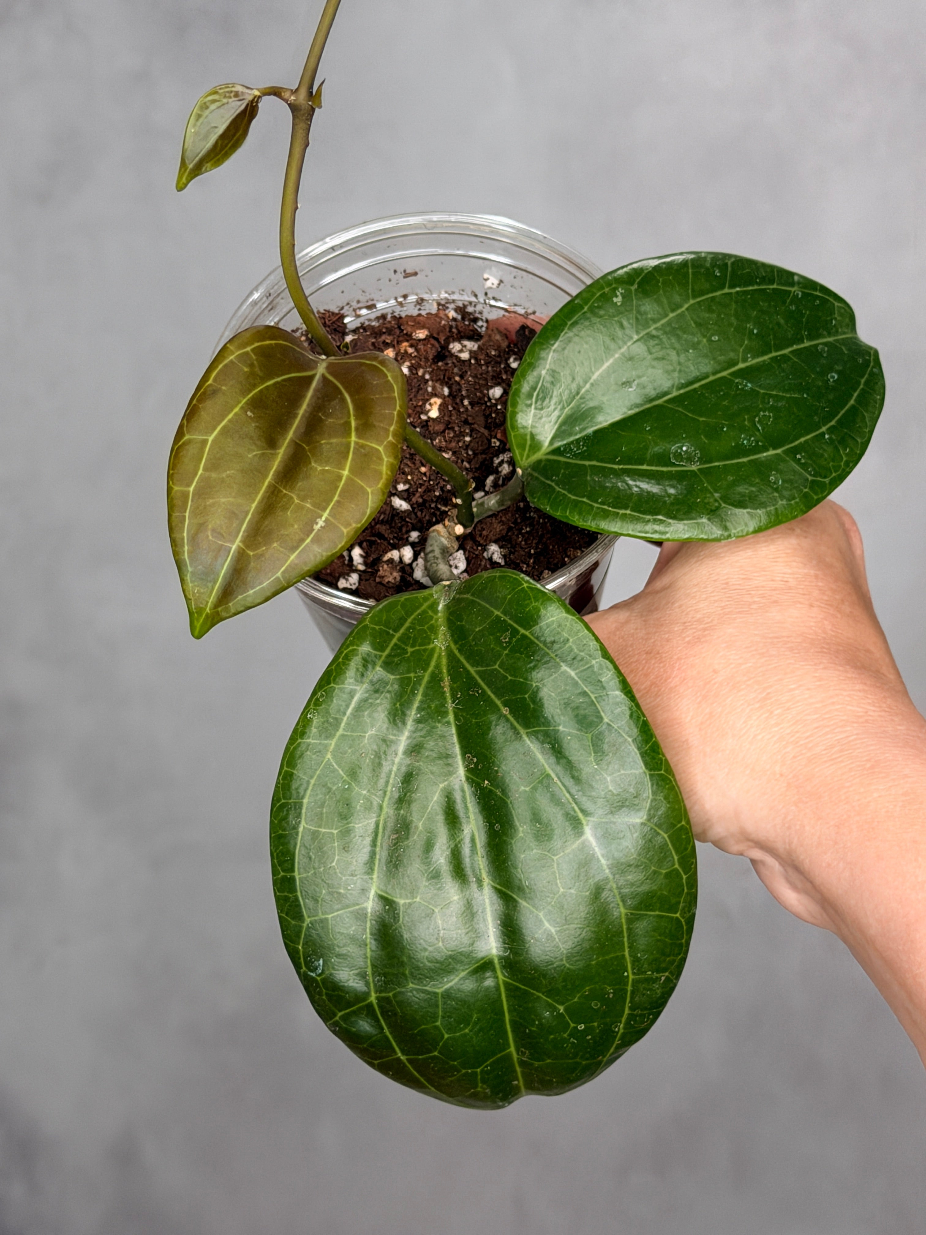Hoya merrilli (round leaf) 1