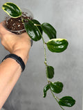 Hoya quinquenervia 'Little Plu'