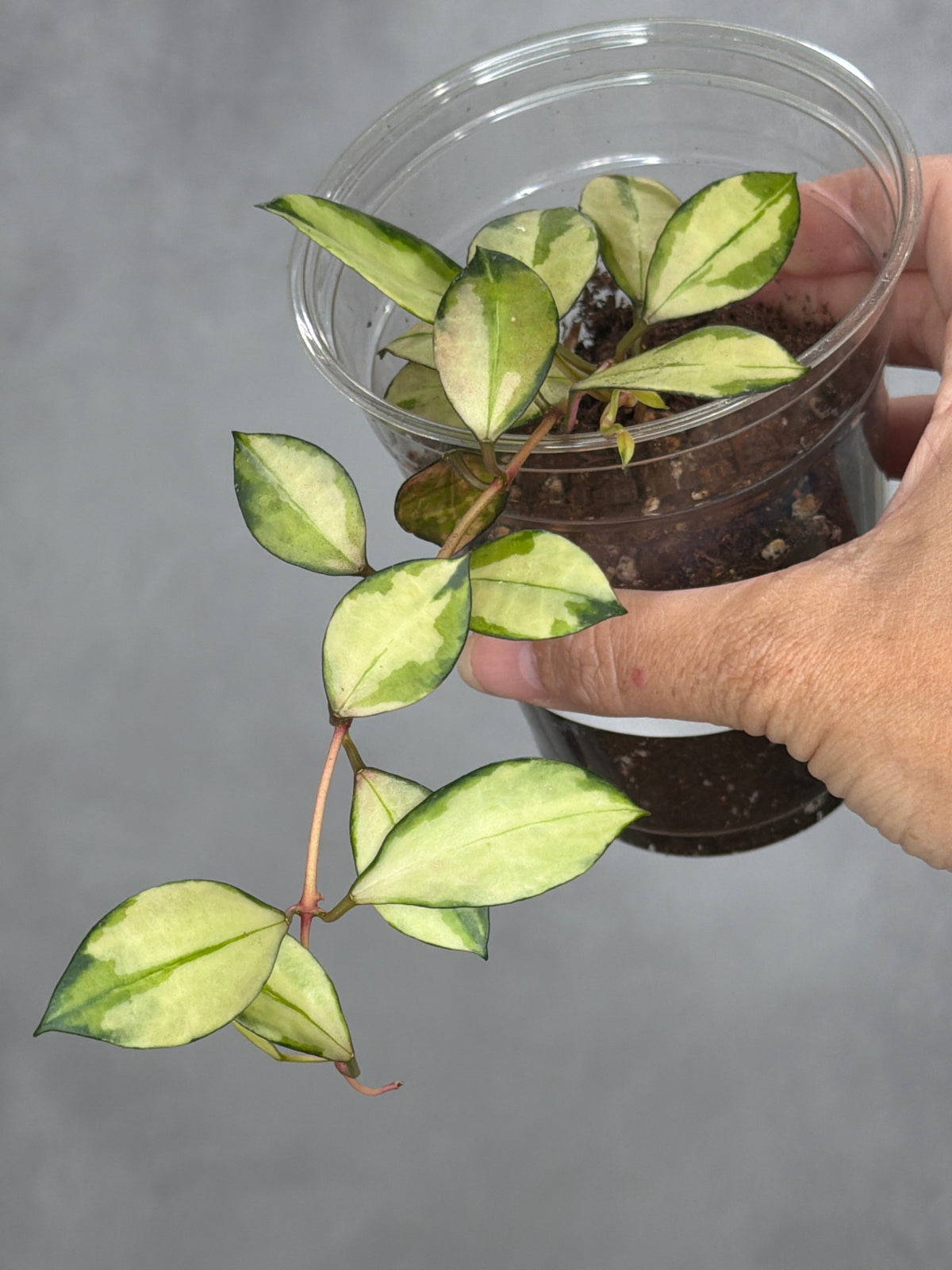 Hoya sipitangensis (inner variegated)