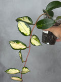 Hoya carnosa 'Krimson Queen'