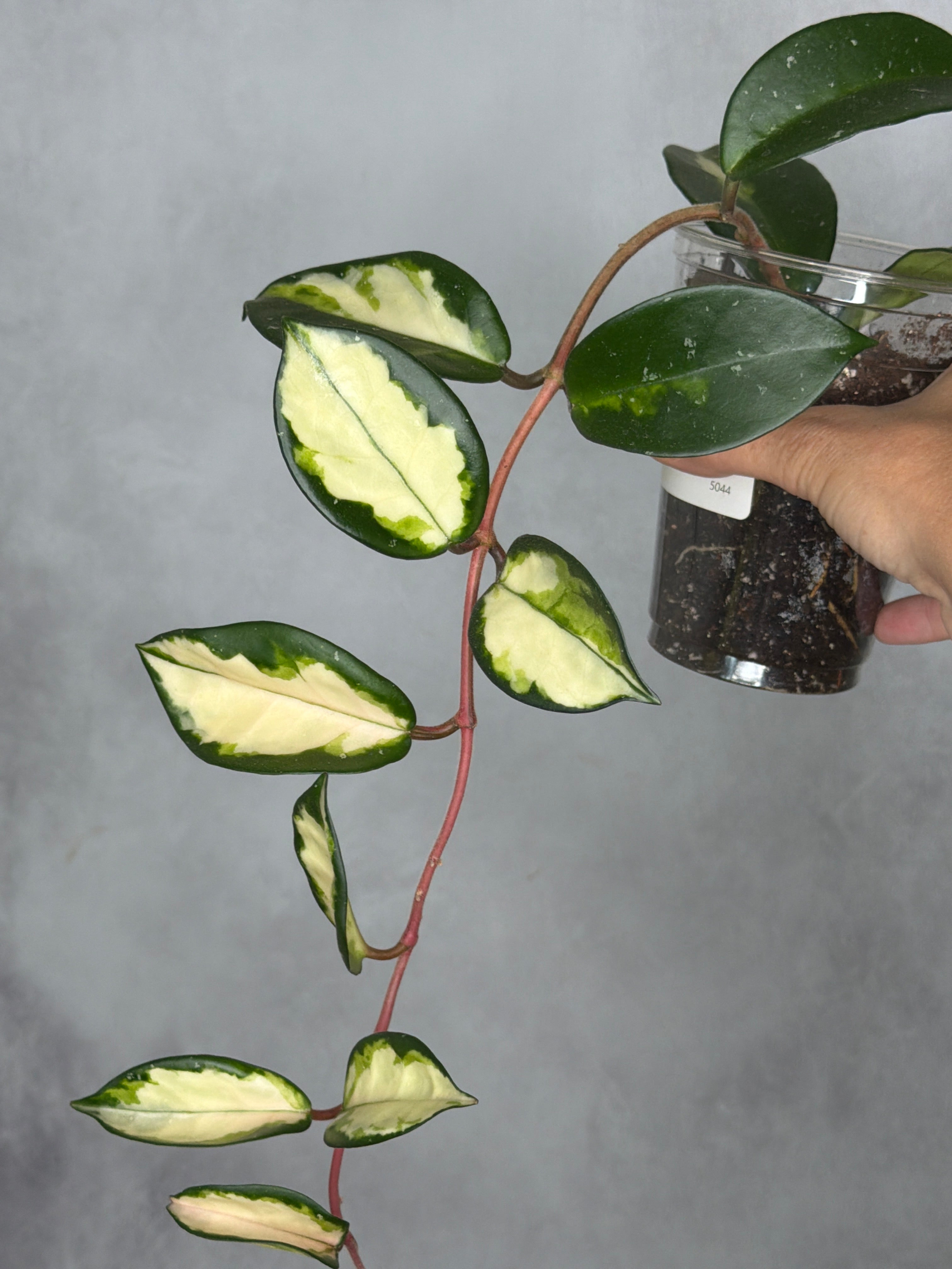 Hoya carnosa 'Krimson Queen'