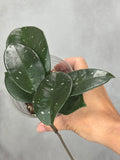 Hoya sp. (fungiii seedling, splash)