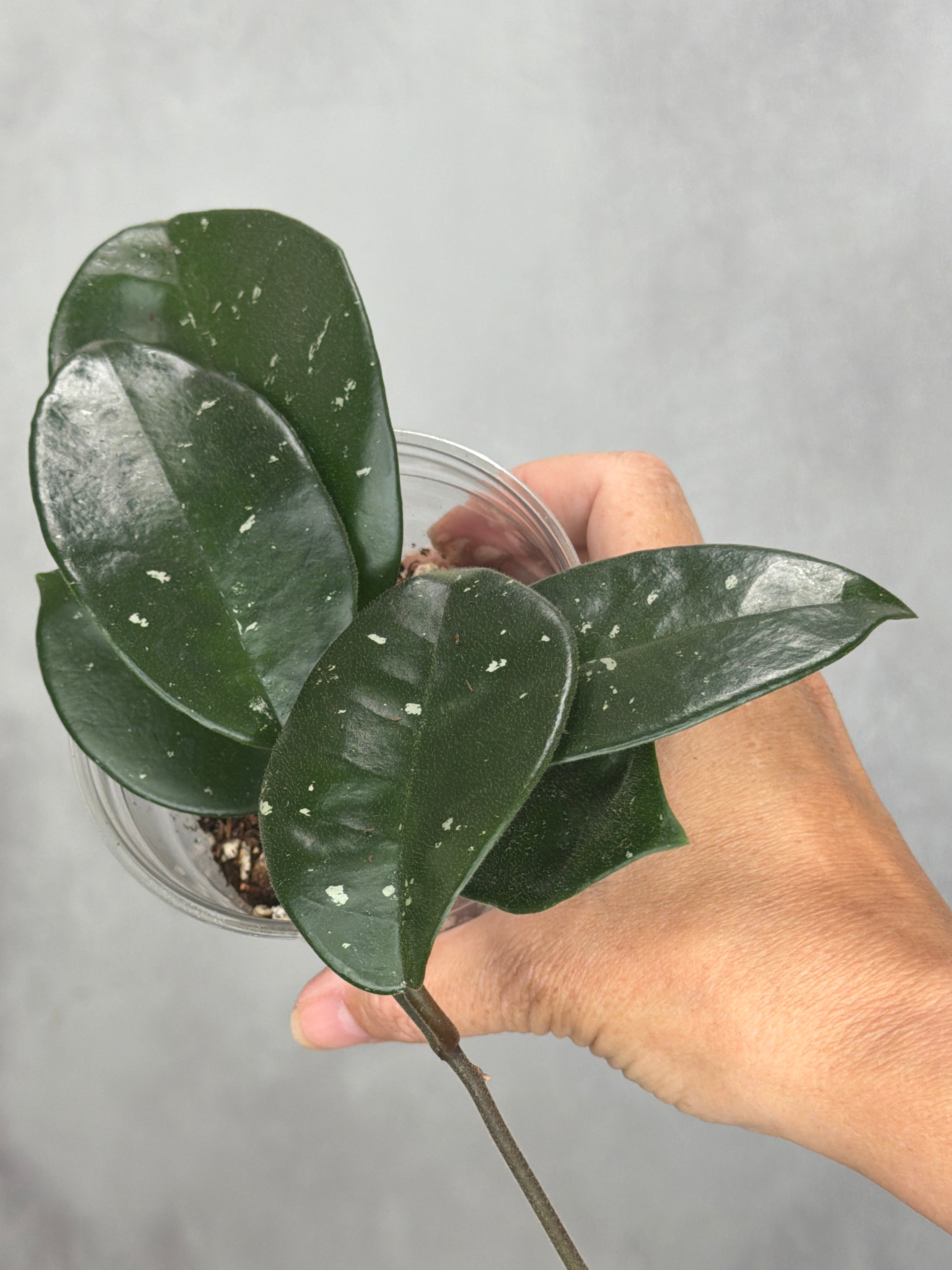 Hoya sp. (fungiii seedling, splash)