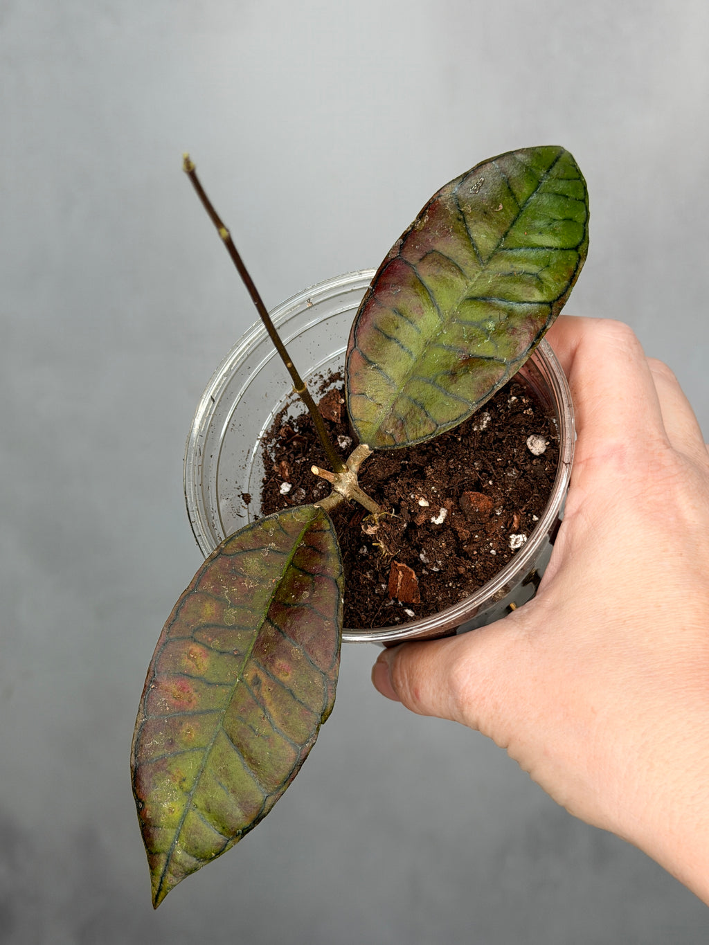Hoya sp. Gunung Gading