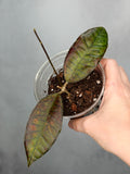 Hoya sp. Gunung Gading