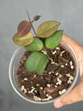 Hoya 'Aramelon UPT012