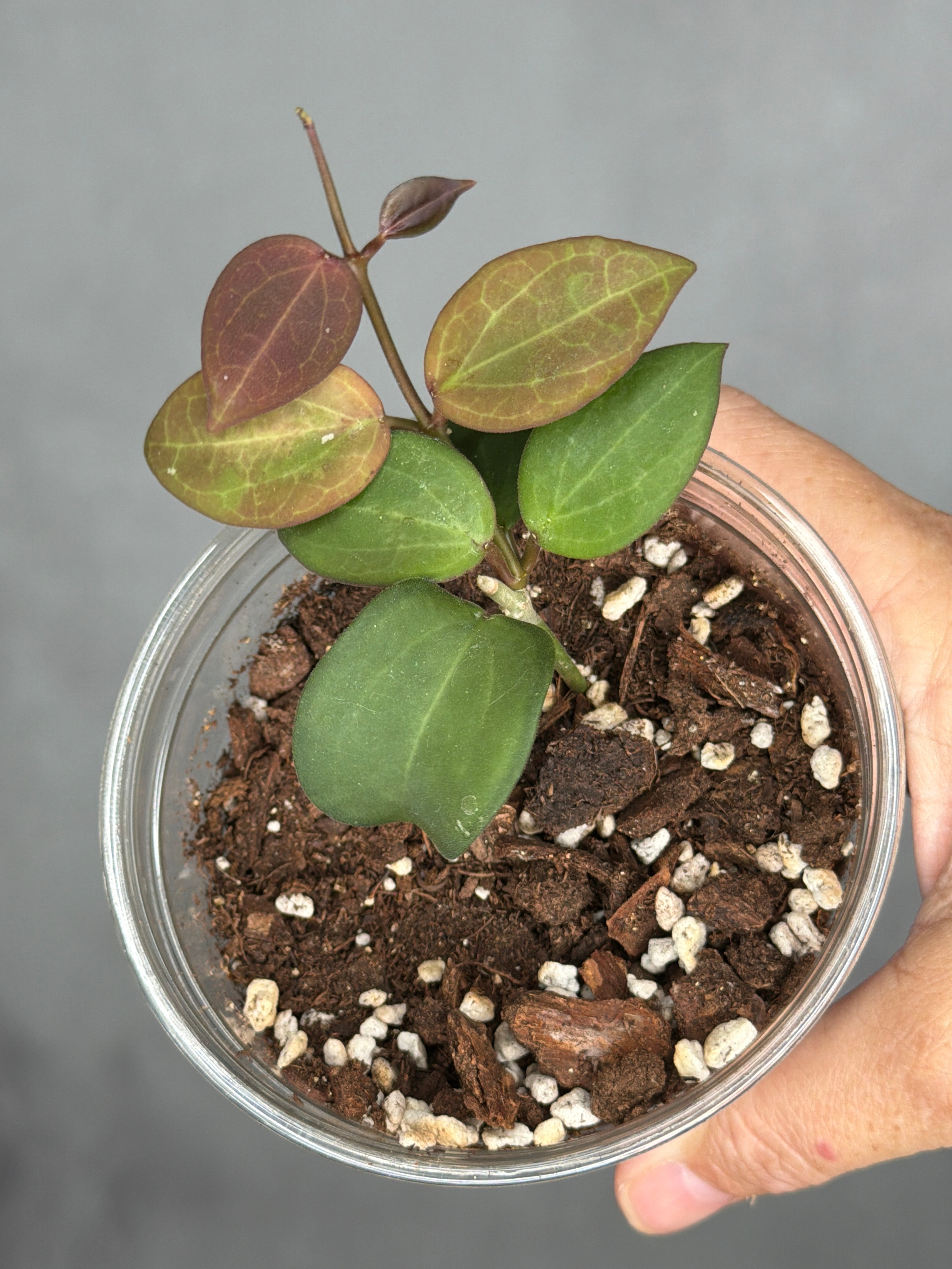 Hoya 'Aramelon UPT012