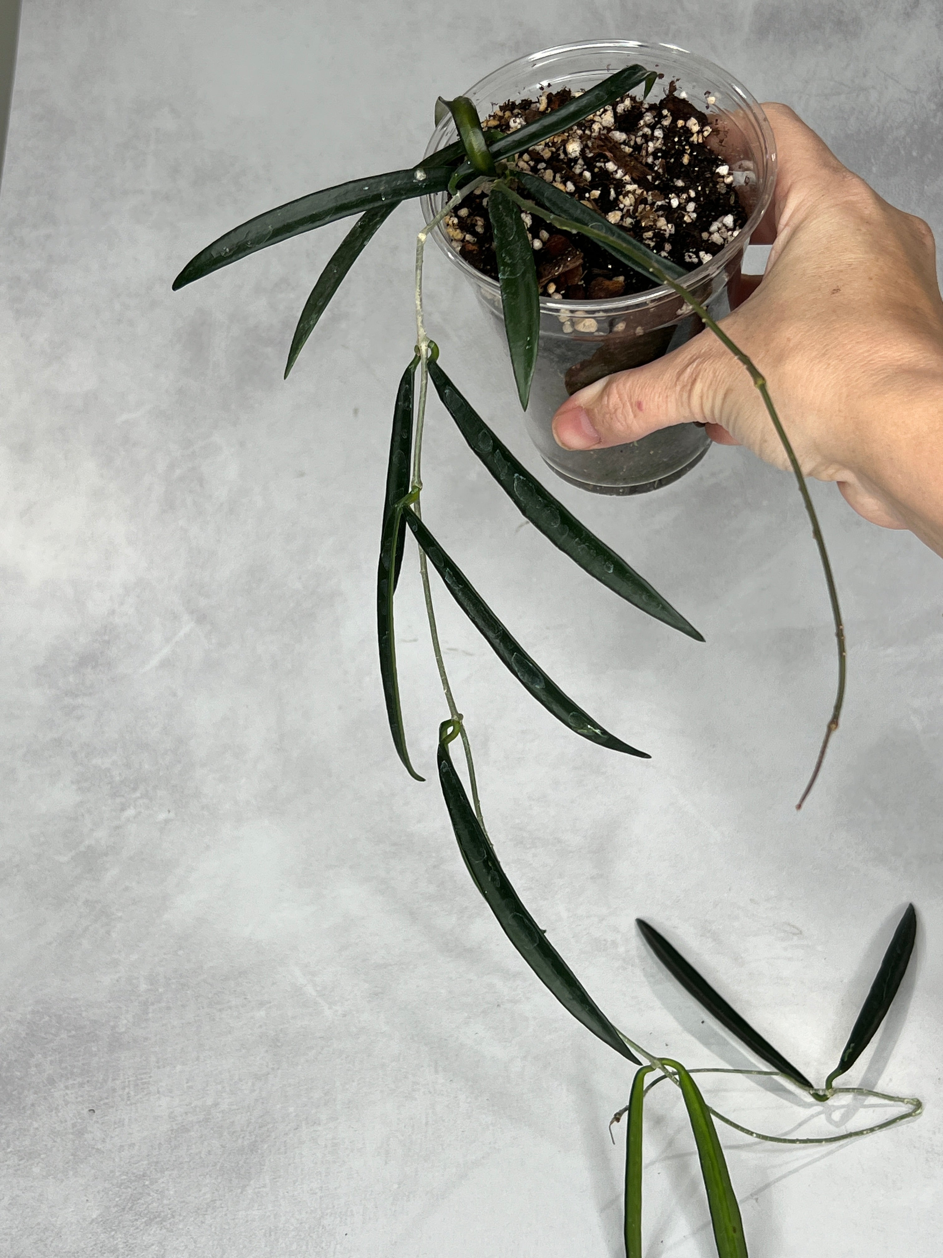 Hoya shepherdii