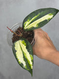 Hoya latifolia 'Queensy'