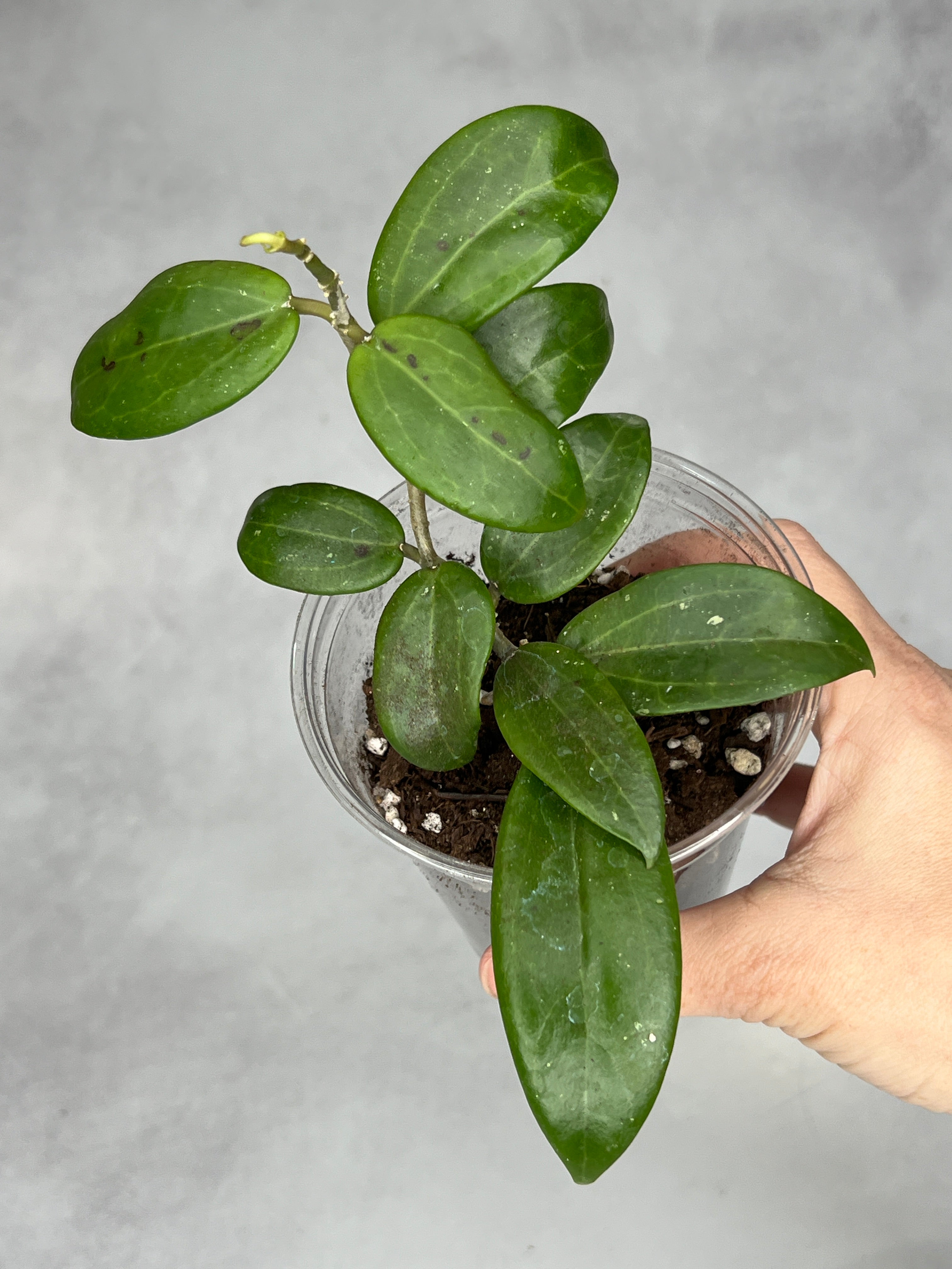 Hoya sp. RHM24182- kp01 ‘Caleb’