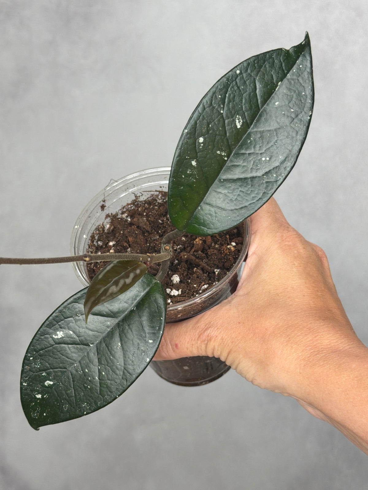 Hoya carnosa (Indonesia)