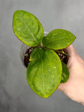 Hoya MB 1497 (Erythrina x Genieve)