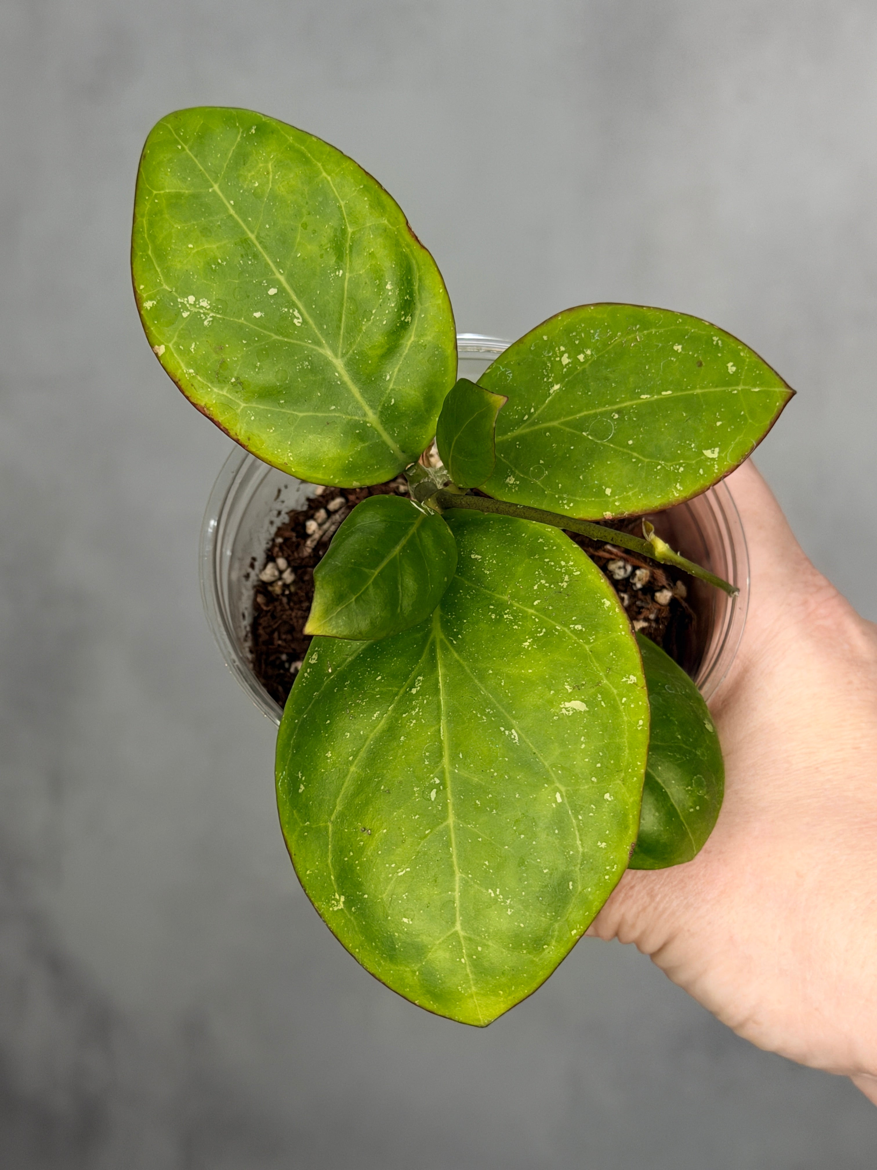 Hoya MB 1497 (Erythrina x Genieve)