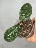 Hoya 'Heidi'