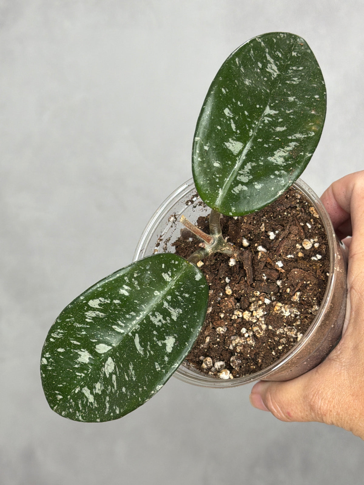 Hoya 'Heidi'