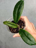 Hoya 'Puerto Beauty’