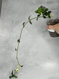 Hoya cummingiana (outer variegated)