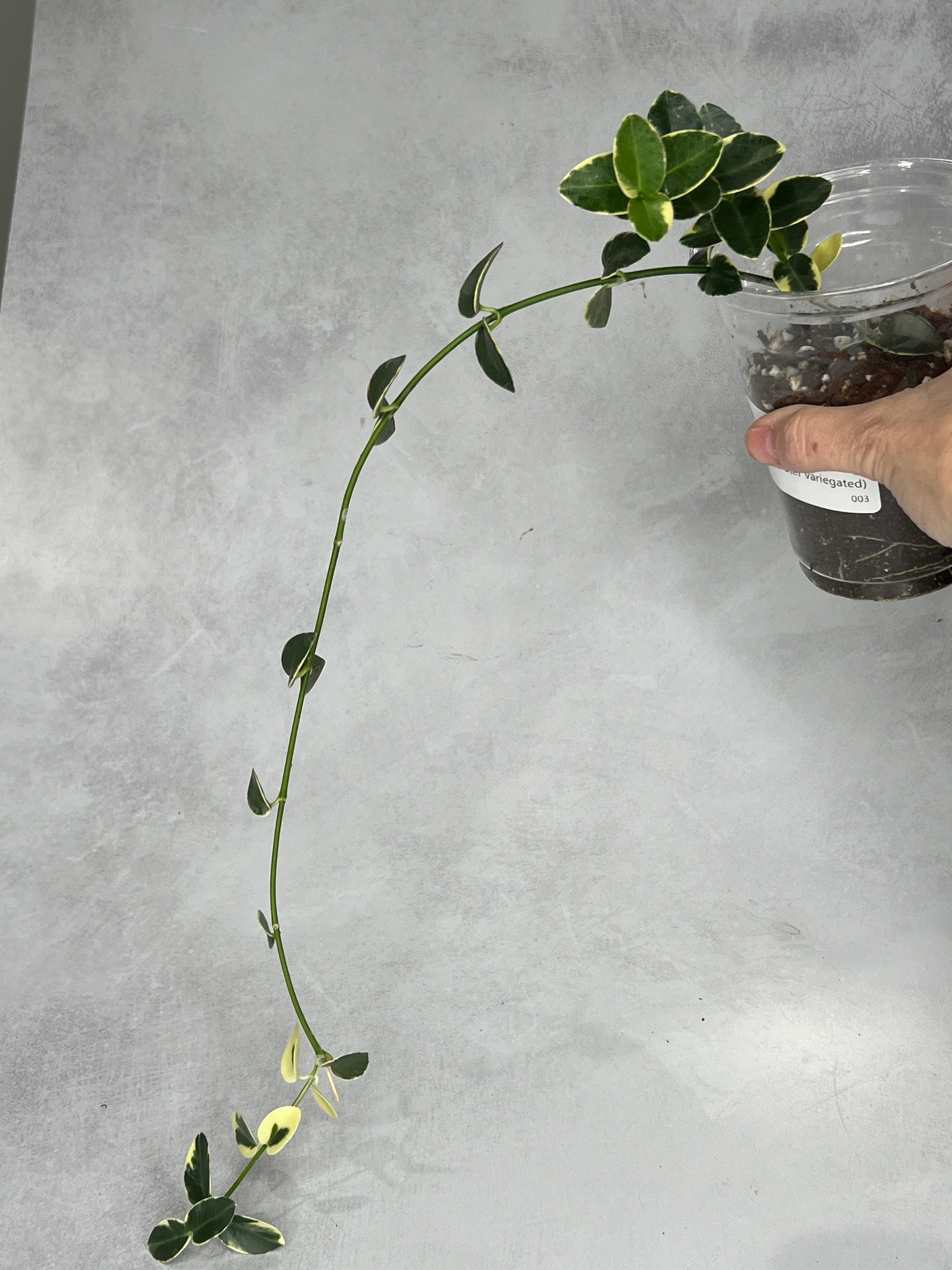 Hoya cummingiana (outer variegated)
