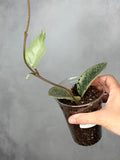 Hoya carnosa 'Nova Ghost'