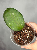 Hoya 'Cereen'