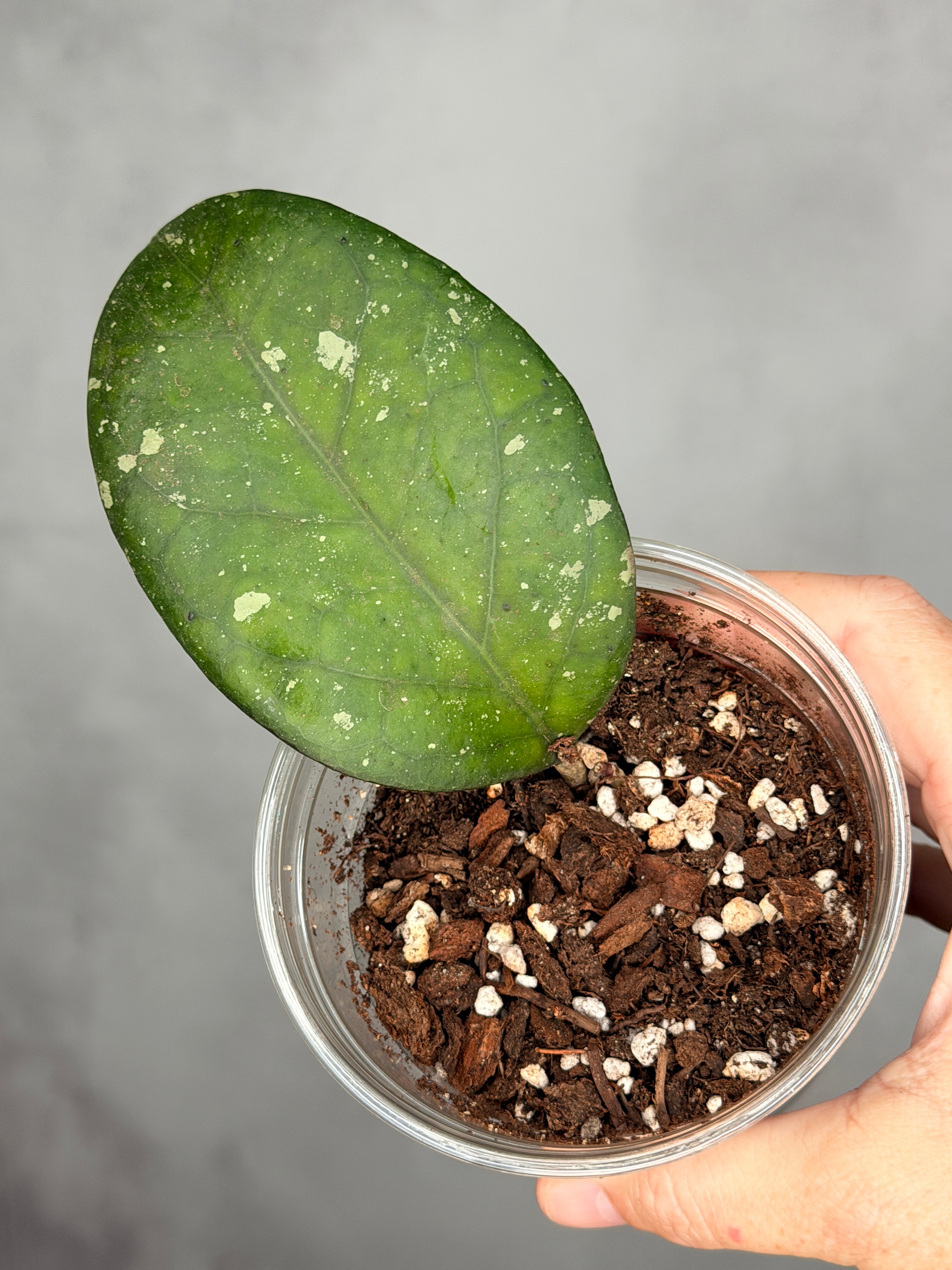Hoya 'Cereen'